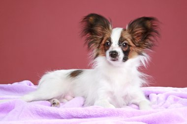 papillon köpek bir pembe yalan