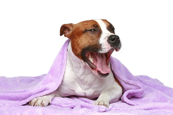 Staffordshire terrier, acostado bajo una manta suave — Foto de Stock