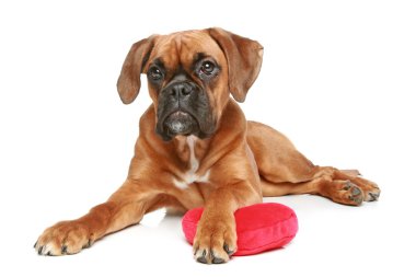 Beyaz bir arka plan üzerinde yalan kırmızı kalp ile Alman boksör köpek yavrusu (5 ay)
