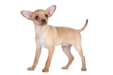 Toy Terrier puppy in a rack on a white background clipart