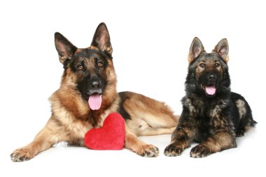 Alman çoban köpekleri beyaz zemin üzerine kırmızı Sevgililer günü kalpli