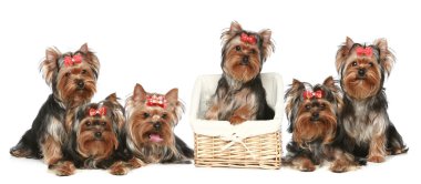 Yorkshire Terrier puppies, group posing on a white background clipart