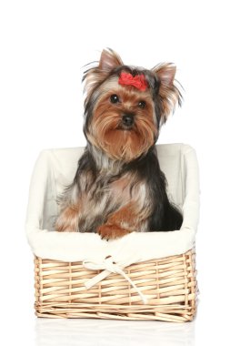 Yorkshire Terrier in wattled basket clipart