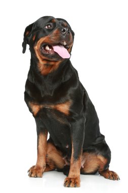 Rottweiler beyaz zemin üzerine oturur.