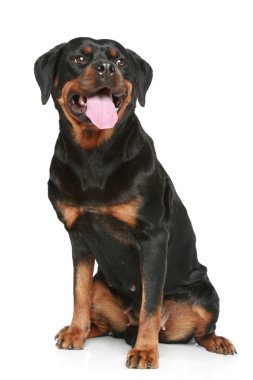 Rottweiler beyaz zemin üzerine oturur.