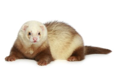 Ferret (polecat) on a white background clipart