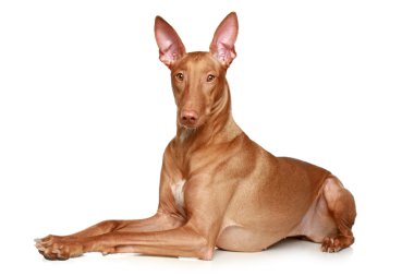 Pharaoh hound lying on a white background clipart