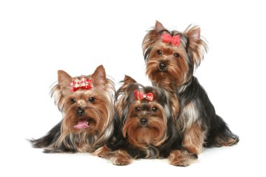 Yorkshire Terrier Puppies on a white background clipart