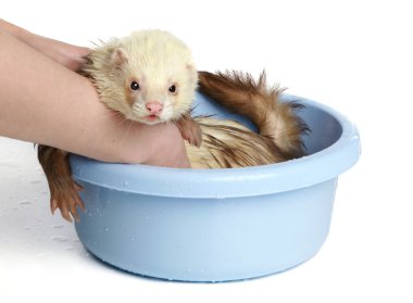 Ferret wash in water clipart