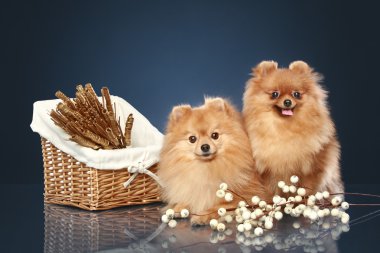 Two Spitz funny puppies with wicker basket on dark-blue background clipart