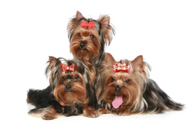 Yorkshire Terrier Puppies posing on a white background clipart