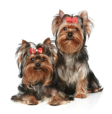 Two Yorkshire Terrier Puppies on a white background clipart