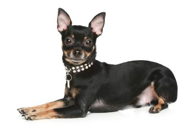 Toy terrier puppy lying on a white background clipart