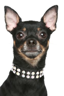 Toy terrier dog. Portrait on a white background clipart