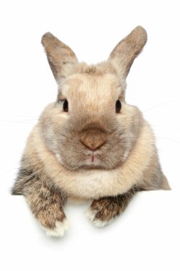 Cute Rabbit. Close-up portrait on a white background clipart