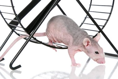 Hairless sphynx rat an exercise wheel on white background clipart