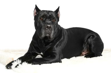 Cane Corso breed dog lying on a white background clipart