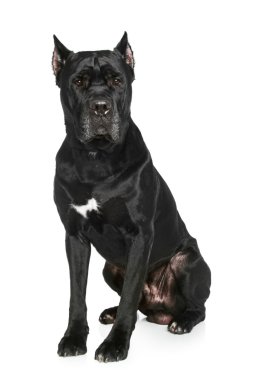 Cane corso köpek beyaz zemin üzerine