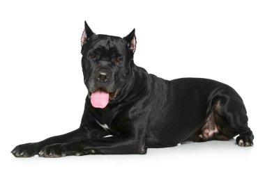 Cane Corso dog resting on a white background clipart