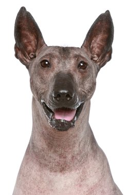 Peruvian hairless dog on a white background clipart