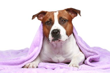Staffordshire terrier, beyaz zemin üzerine yumuşak battaniye altında yatan