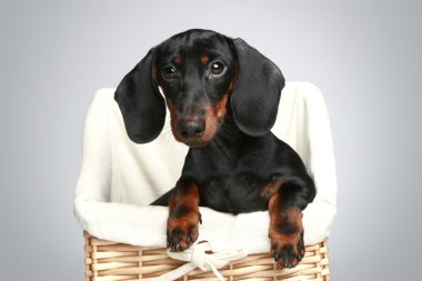 Mini dachshund, portrait clipart