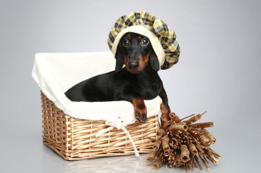 Cap, Mini dachshund portre