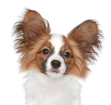 Papillon dog. Close-up portrait clipart