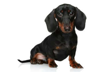 Mini dachshund, beyaz zemin üzerine portre