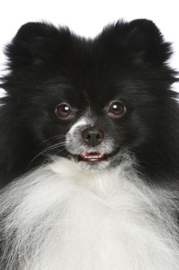 Pomeranian spitz. yakın çekim portre