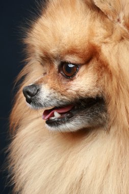 Pomeranian spitz. yakın çekim portre