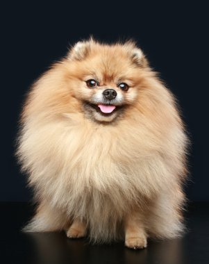 karanlık bir arka plan üzerinde oturan pomeranian spitz köpek