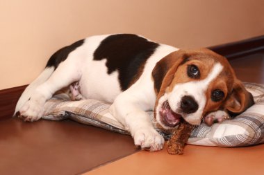 Beagle köpek yavrusu (2 ay) yalan ve bir kemik çiğniyor