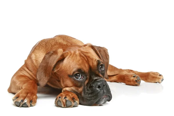 German Boxer Puppy Lying White Background — Stock Photo, Image