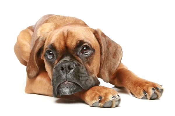 German Boxer puppy lying on a white background — Stock Photo, Image