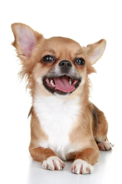 Chihuahua cachorro marrom com língua em um fundo branco — Fotografia de Stock