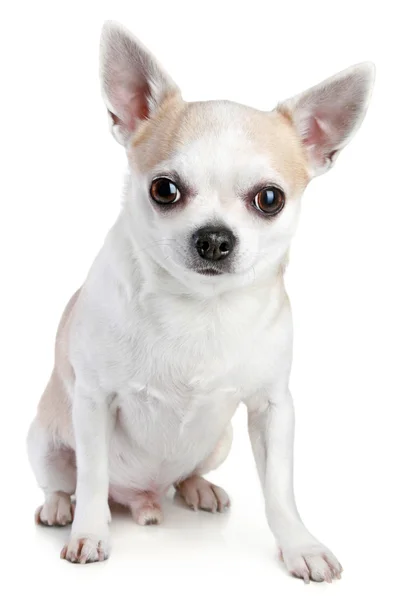 Kort Korthårig Chihuahua Sitter Vit Bakgrund — Stockfoto