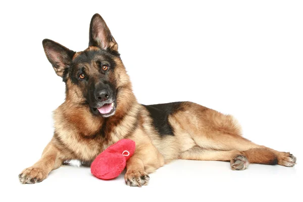 Kırmızı valentine kalbi olan Alman çoban köpeği — Stok fotoğraf
