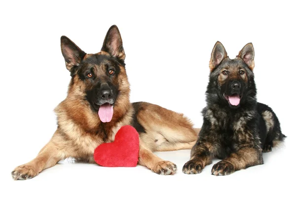 Perros Pastores Alemanes Con Corazón Rojo San Valentín Sobre Fondo — Foto de Stock