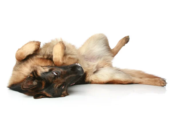 彼の背中や休符に横たわっているジャーマン シェパード犬 — ストック写真