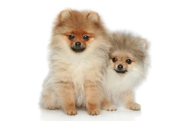 Spitz puppies on a white background — Stock Photo, Image