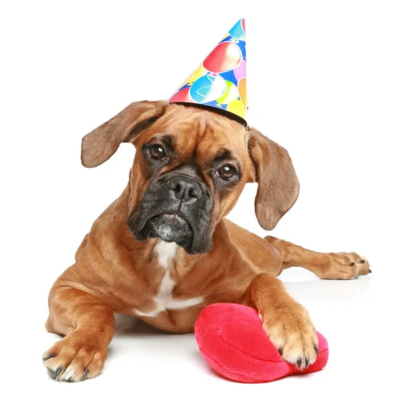 German Boxer puppy in party cap with red heart on white — Stock Photo, Image