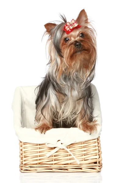 Yorkshire Terrier Puppy Wattled Basket White Background — Stock Photo, Image