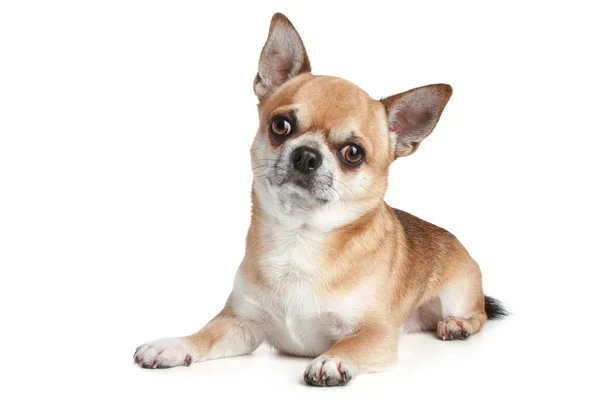 Chihuahua Adulto Sdraiato Uno Sfondo Bianco — Foto Stock