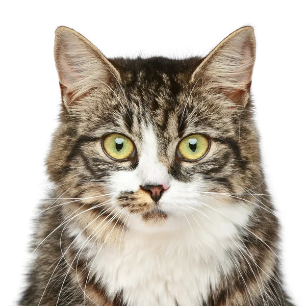 Porträt einer charmanten braunen Katze — Stockfoto