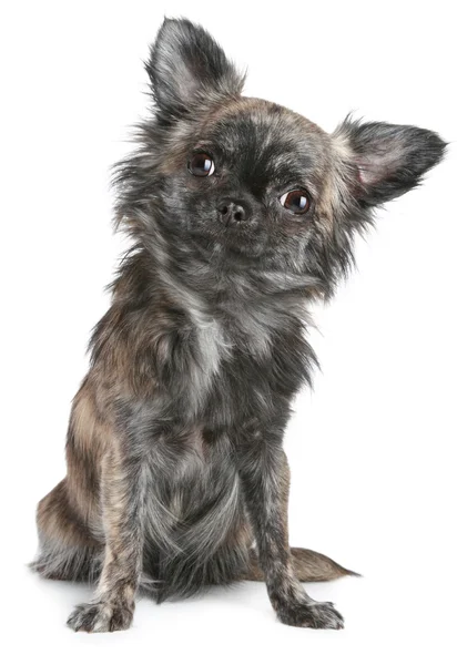 Pes Chihuahua sedí na bílém pozadí — Stock fotografie