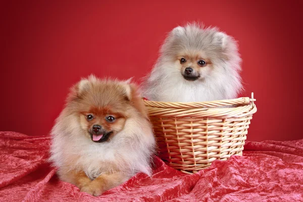 Dos Cachorros Spitz Pomeranian Meses Canasta Mimbre Sobre Fondo Rojo — Foto de Stock