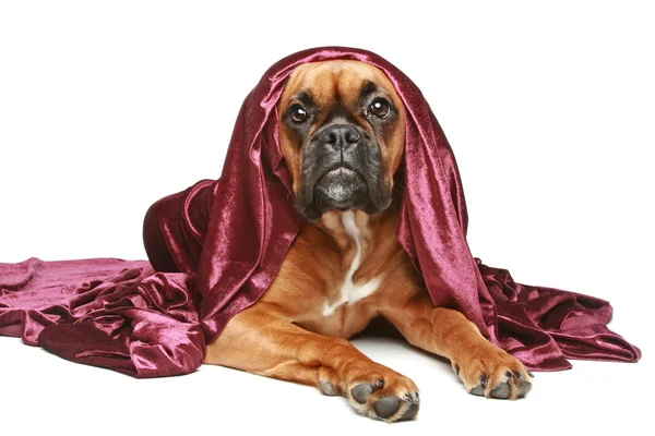 Duits bokser pup liggen onder een deken op een witte achtergrond — Stockfoto