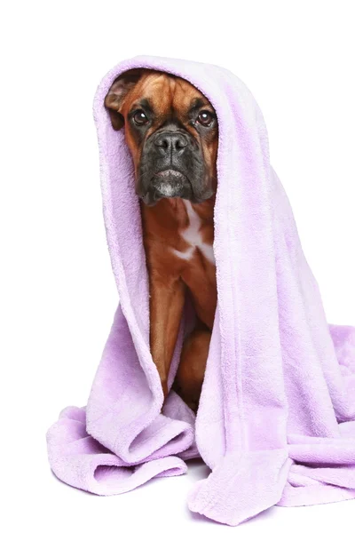 German Boxer Puppy Sits Covered Soft Blanket White Background — Stock Photo, Image