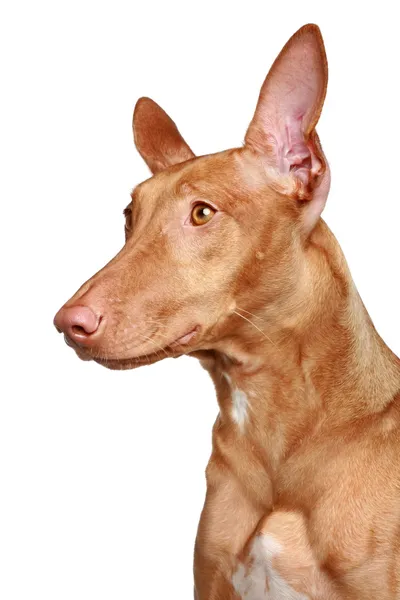 Pharaoh hound on a white background — Stock Photo, Image